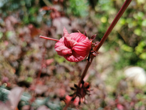 Close-up of a roselle (Hibiscus sabdariffa) flower bud, or rosela, known for its use in herbal teas, health drinks, and natural remedies with antioxidant benefits. Red hibiscus flower. 