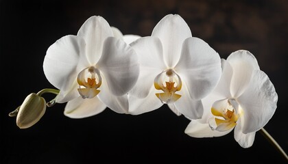 white orchid against dark background