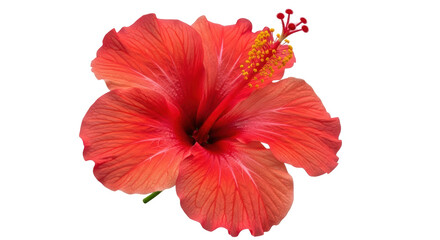 Isolated Red Hibiscus Flower