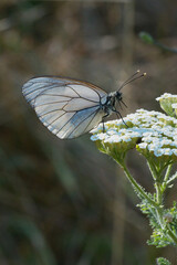 
Pieridae / Alıç Kelebeği / Black-veined White / Aporia crataegi