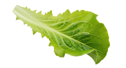 Isolated Romaine Lettuce Leaf