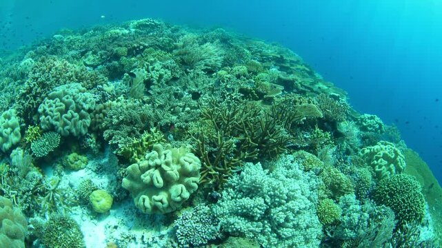A vibrant reef full of fish and corals thrives in the shallows of a reef in Wakatobi National Park, Indonesia. This beautiful area is known for its extraordinary marine biodiversity.