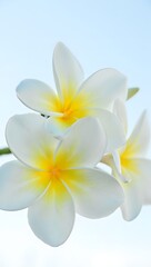 Naklejka premium Beautiful plumeria flower close up photography white and yellow tropical flower bloom photo