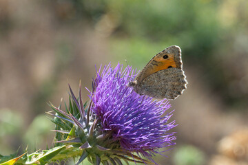 Satyridae / Lidya Yalancıcadısı / Lydian Tawny Rockbrown / Pseudochazara lydia