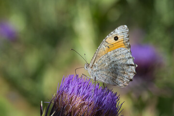 Satyridae / Lidya Yalancıcadısı / Lydian Tawny Rockbrown / Pseudochazara lydia