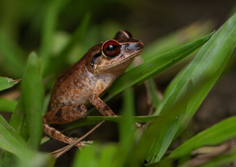 A Red-eyed Coqui frog in the grass. Tree frog Endemic to Puerto Rico 