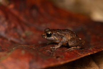 The cute and Small Melodious Coquí. A Small tree frog endemic to Puerto Rico 
