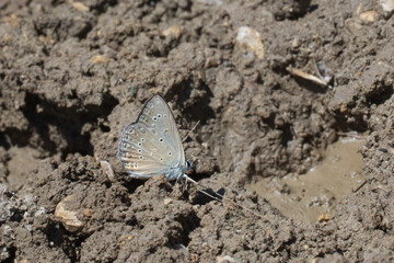 Lycaenidae / Anormal Çokgözlü / Anomalous Blue / Polyommatus admetus