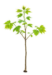 A small maple sapling with bright green leaves, isolated on transparent background