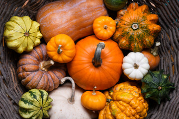 Variety of colorful pumpkins shown close up in natural autumn lighting. Thanksgiving and Halloween concept with textured seasonal charm and rustic appeal