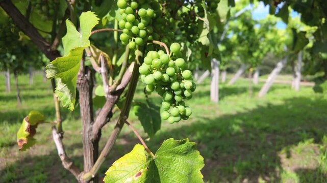Rows of vibrant albari&ntilde;o grapevines thrive under the summer sun in a picturesque vineyard in el saln&eacute;s, cambados, spain, promising a bountiful harvest