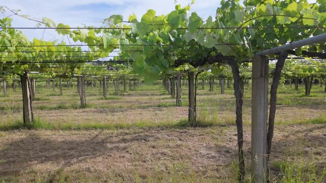Rows of vibrant albari&ntilde;o grapevines thrive under the summer sun in a picturesque vineyard in el saln&eacute;s, cambados, spain, promising a bountiful harvest