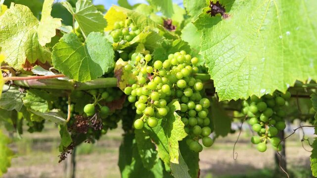 Rows of vibrant albari&ntilde;o grapevines thrive under the summer sun in a picturesque vineyard in el saln&eacute;s, cambados, spain, promising a bountiful harvest