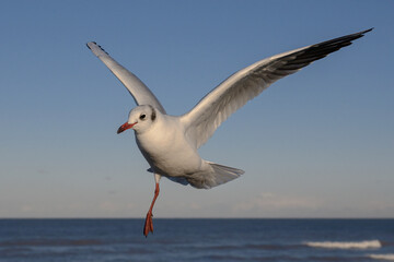 Black headed Gull, Larus ridibundus, one legged adult winter plumage bird in flight