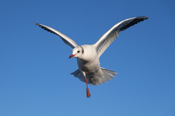 Black headed Gull, Larus ridibundus, one legged adult winter plumage bird in flight