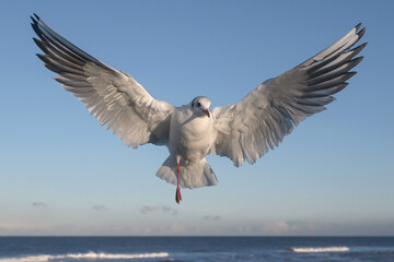 Black headed Gull, Larus ridibundus, one legged adult winter plumage bird in flight