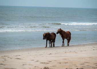 horses on the beach