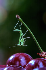 green mantis and red cherry close up
