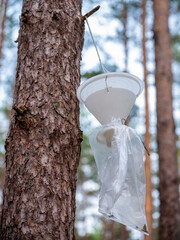 A nun moth trap hanging on a coniferous tree.