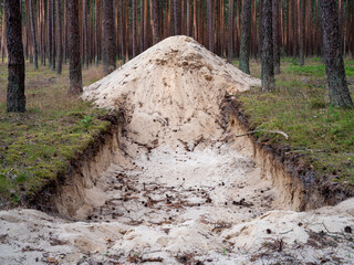 A hole dug in the forest between the trunks of coniferous trees. Season summer.