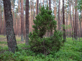 A small juniper bush growing between the trunks of old pine trees. Season: summer.