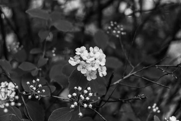 Spiraea betulifolia white flower heads cluster closeup in black and white