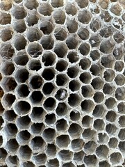 close up of a bee nest 