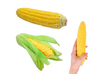 Yellow corn isolated on white background. Copyspace.