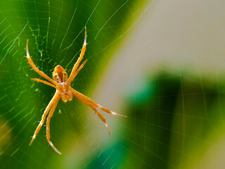A spider rests at the center of its delicate web. 