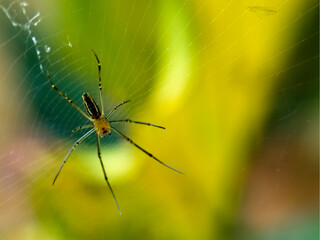 A spider rests at the center of its delicate web. 