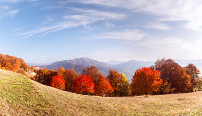 Panoramic view of autumn mountains with vibrant red beech forest in front. Scenic fall landscape...