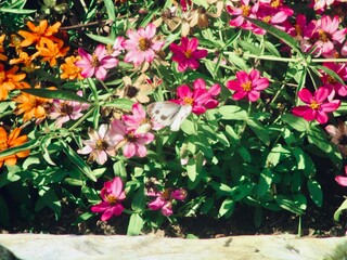 beautiful color full flower and butterfly