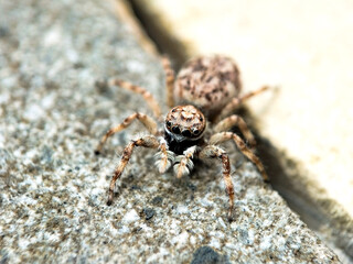 Close-up of a jumping spider on a textured wall surface. 