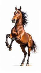 Obraz premium Brown Horse Rearing on White Background