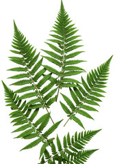 Three vibrant green fern fronds isolated on transparent background