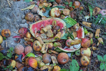garbage on a raw green pieces watermelon peels and rotten apples lie in the grass and vegetation in the street