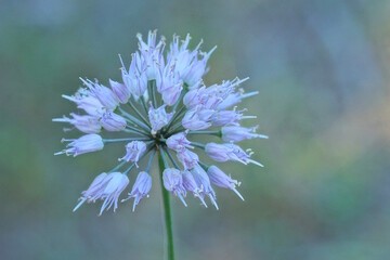 one big purple round bud of wild onion on a green stem in the summer forest