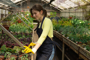 Female greenhouse worker in yellow gloves and apron inspecting plants with focus.