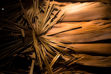 Astratto di foglie di palma