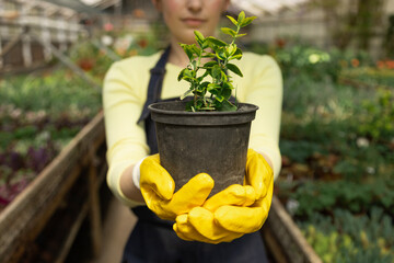 Close-up of woman’s hands holding a plant pot in a greenhouse, wearing gardening gloves.