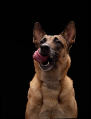 The dog calmly sits with tongue out and gaze ahead, captured in clean studio portrait.