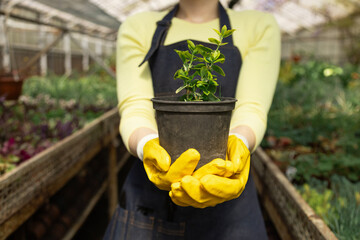 Hands of a greenhouse worker showcase a mature plant ready for sale or transplant.
