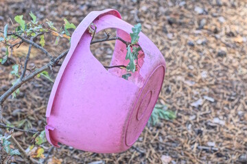 one old pink broken plastic bowl with a big hole and cracks hanging on a thin little tree on a summer street in the forest