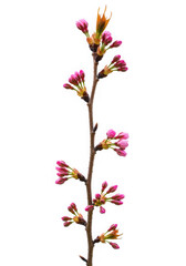 Obraz premium Pink cherry blossom branch isolated on transparent background