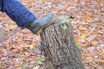 one leg in blue pants and a green rubber boot stands on a gray stump in an autumn forest