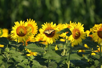 Sunflower field with butterfly under sunlight.