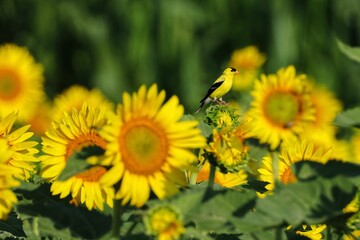 Goldfinch on Sunflower in Blooming Field