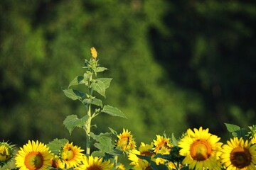 Sunflowers and Bird in Lush Greenery