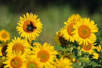 Fototapeta premium Butterfly on Sunflower in Sunny Field