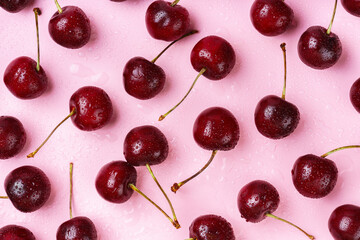 Close up of red raw fresh sweet cherries with water droplets on pink wet background. Macro view...
